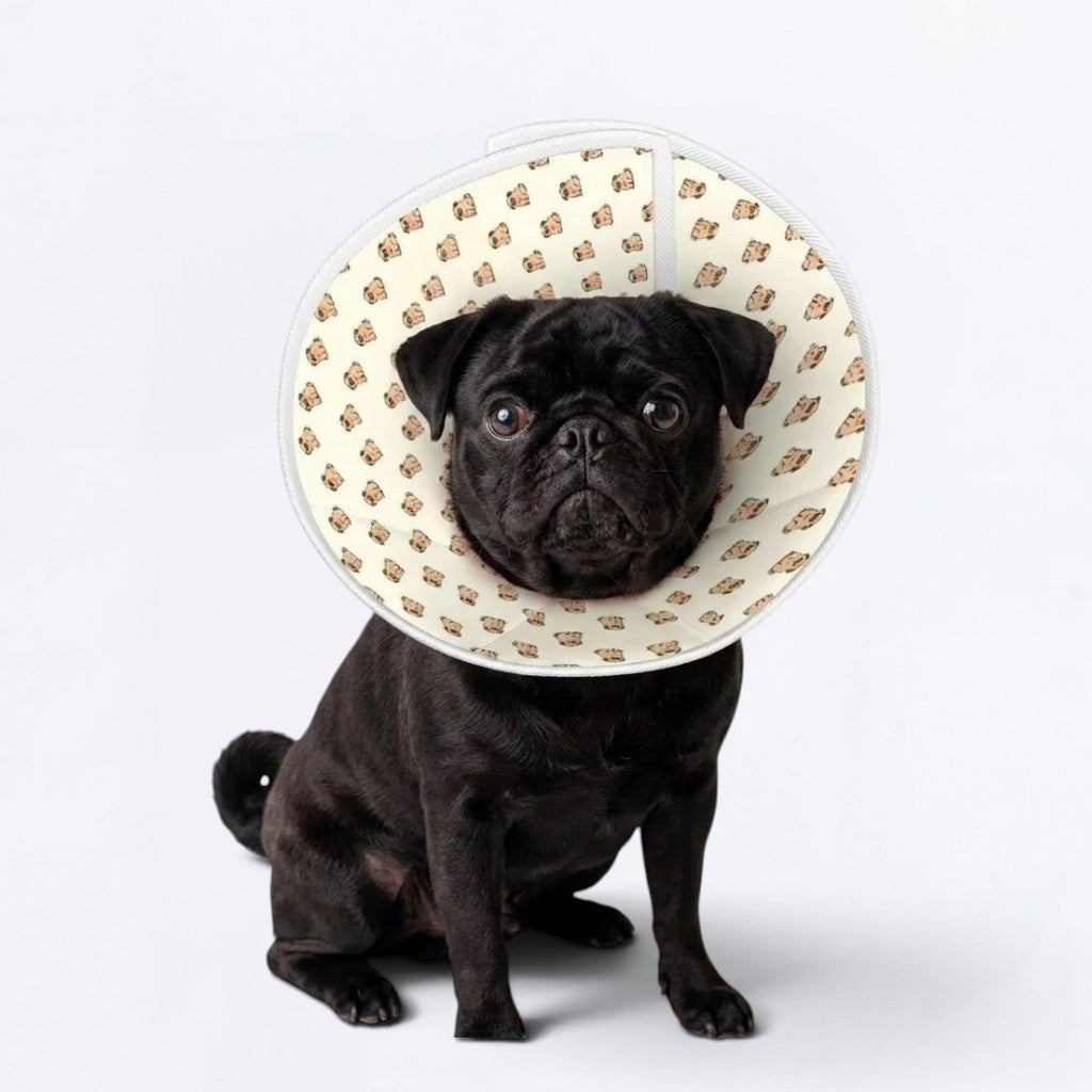 Loki - Elizabethan Cone Collar Pug Fit