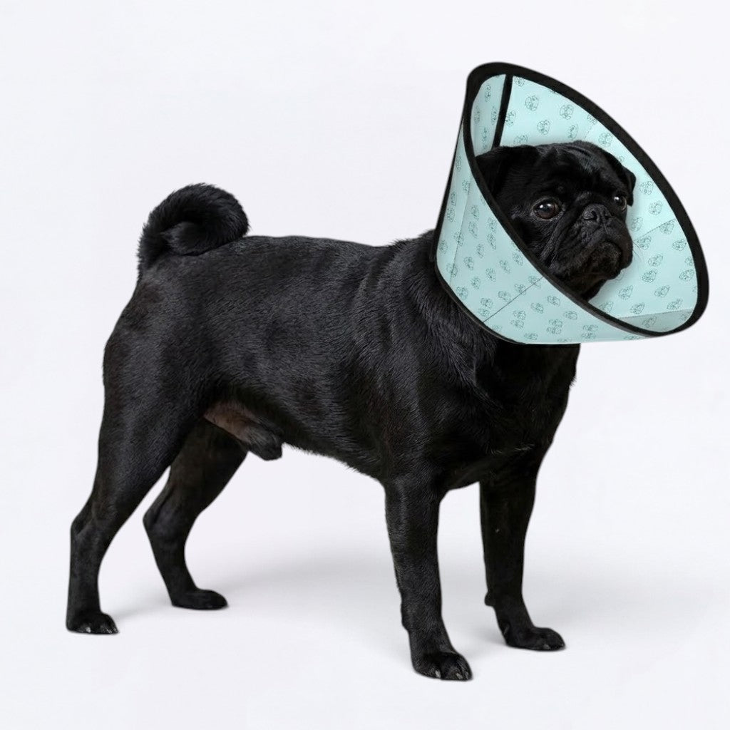 Tyson  - Elizabethan Cone Collar Pug Fit