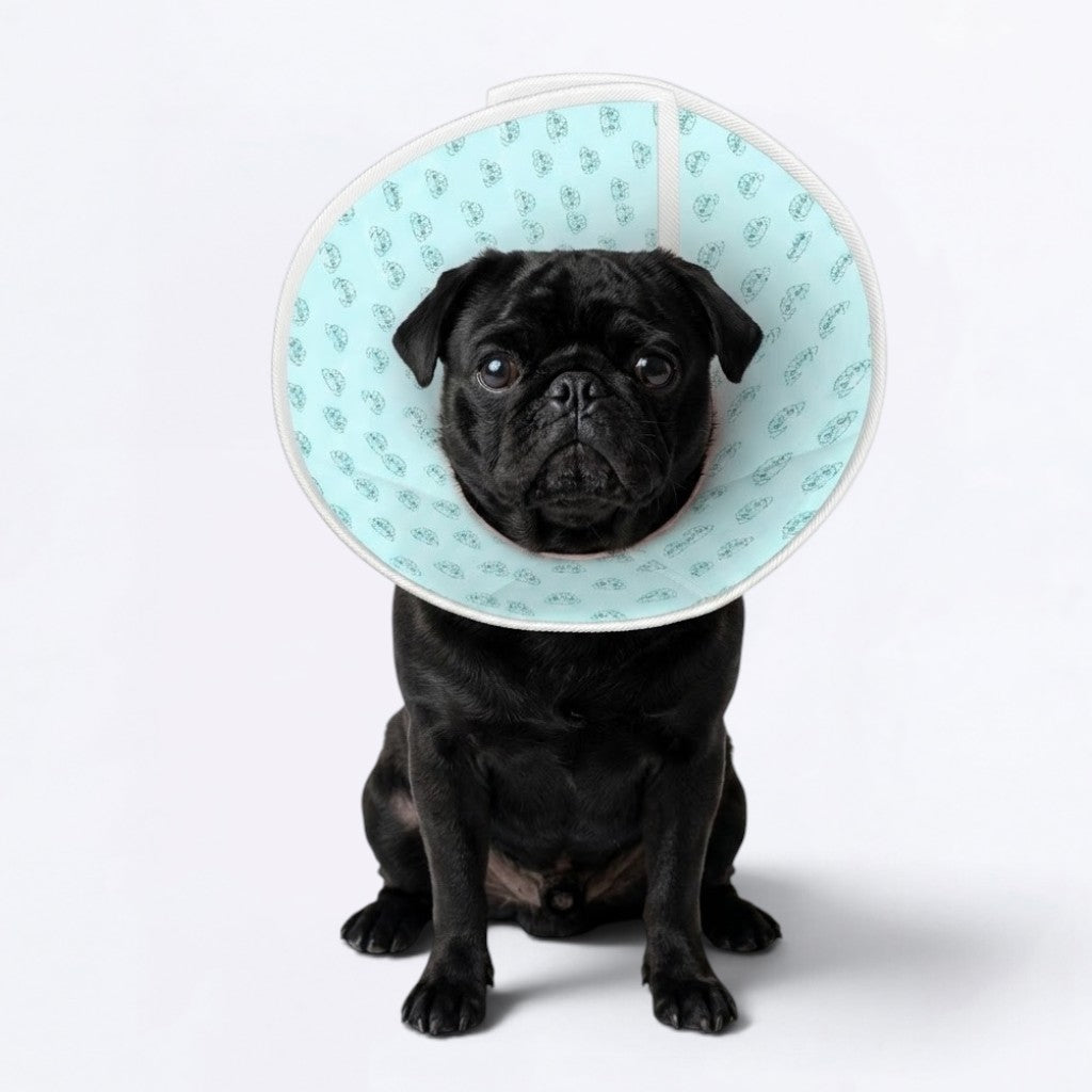Tyson  - Elizabethan Cone Collar Pug Fit
