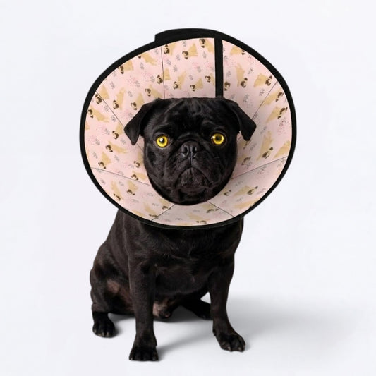 Maxy - Elizabethan Cone Collar Pug Fit