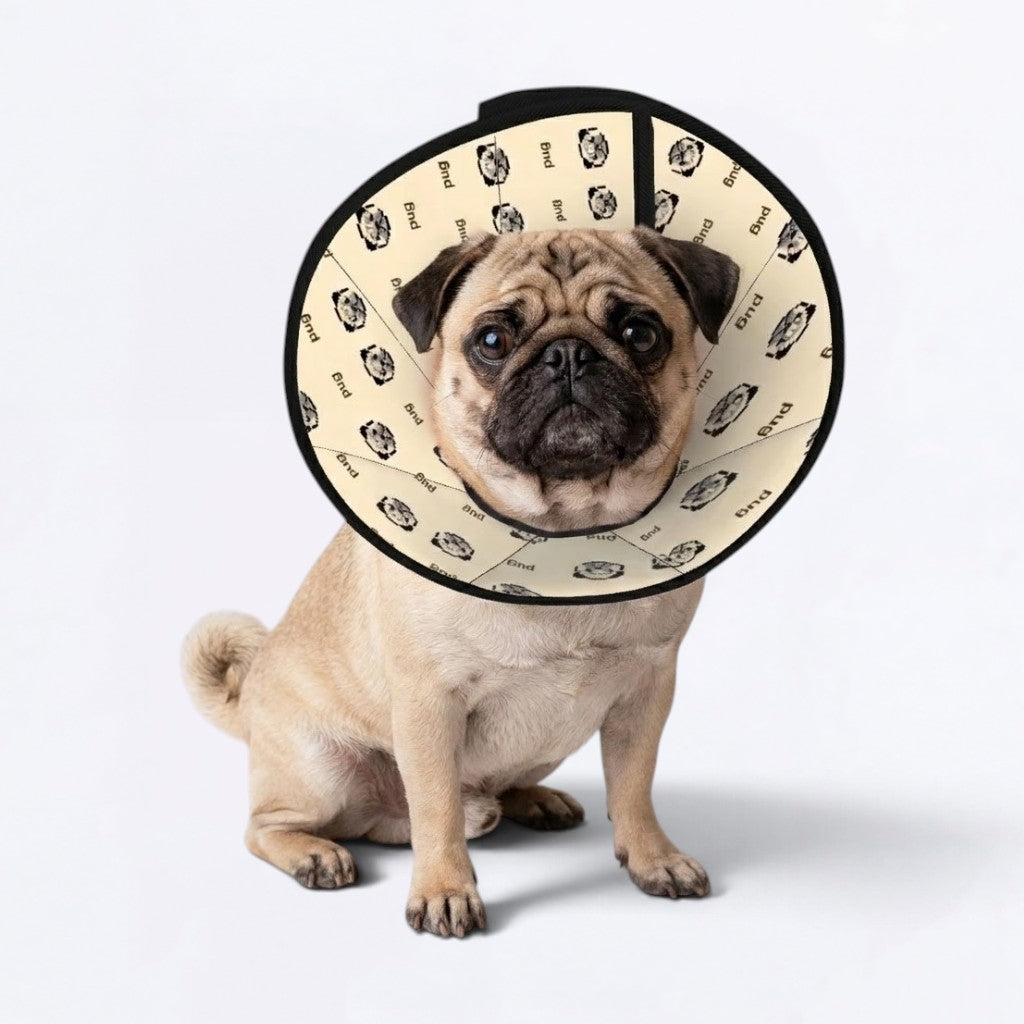 Pearl - Elizabethan Cone Collar Pug Fit