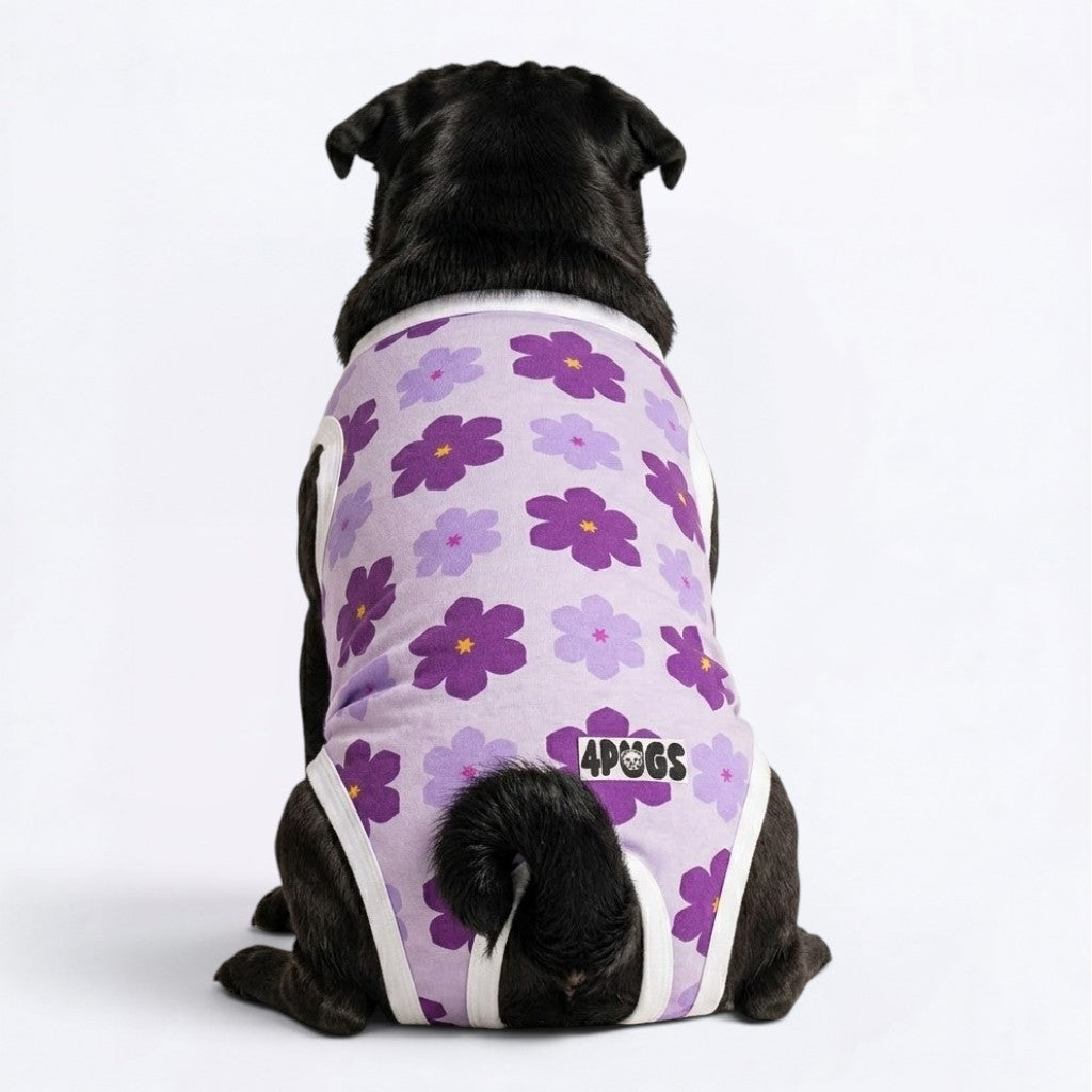 Onyx - Pug Surgery Recovery Suit