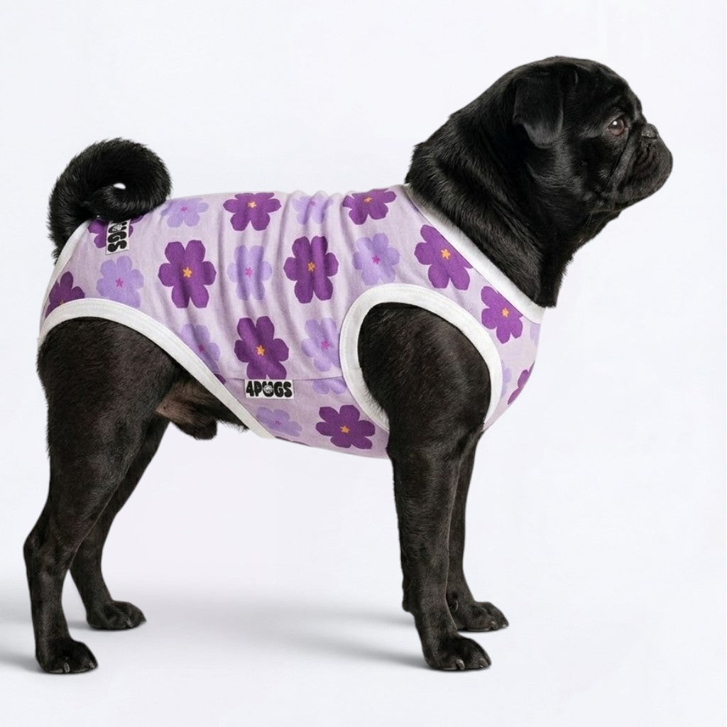 Onyx - Pug Surgery Recovery Suit