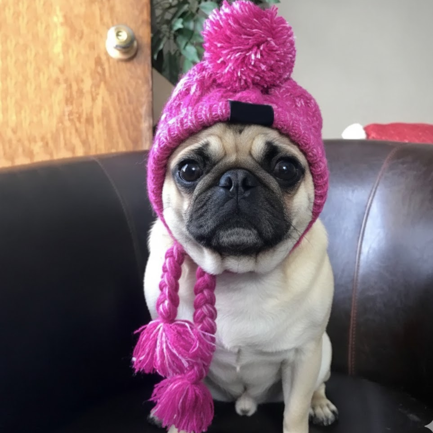 Puggly-Pug-Winter-Hat.jpg