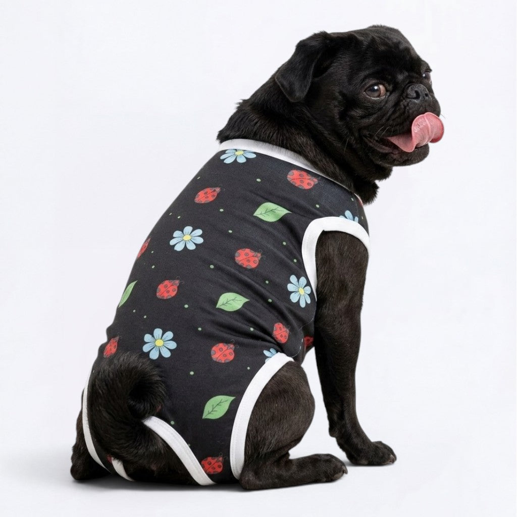Arlo - Pug Surgery Recovery Suit