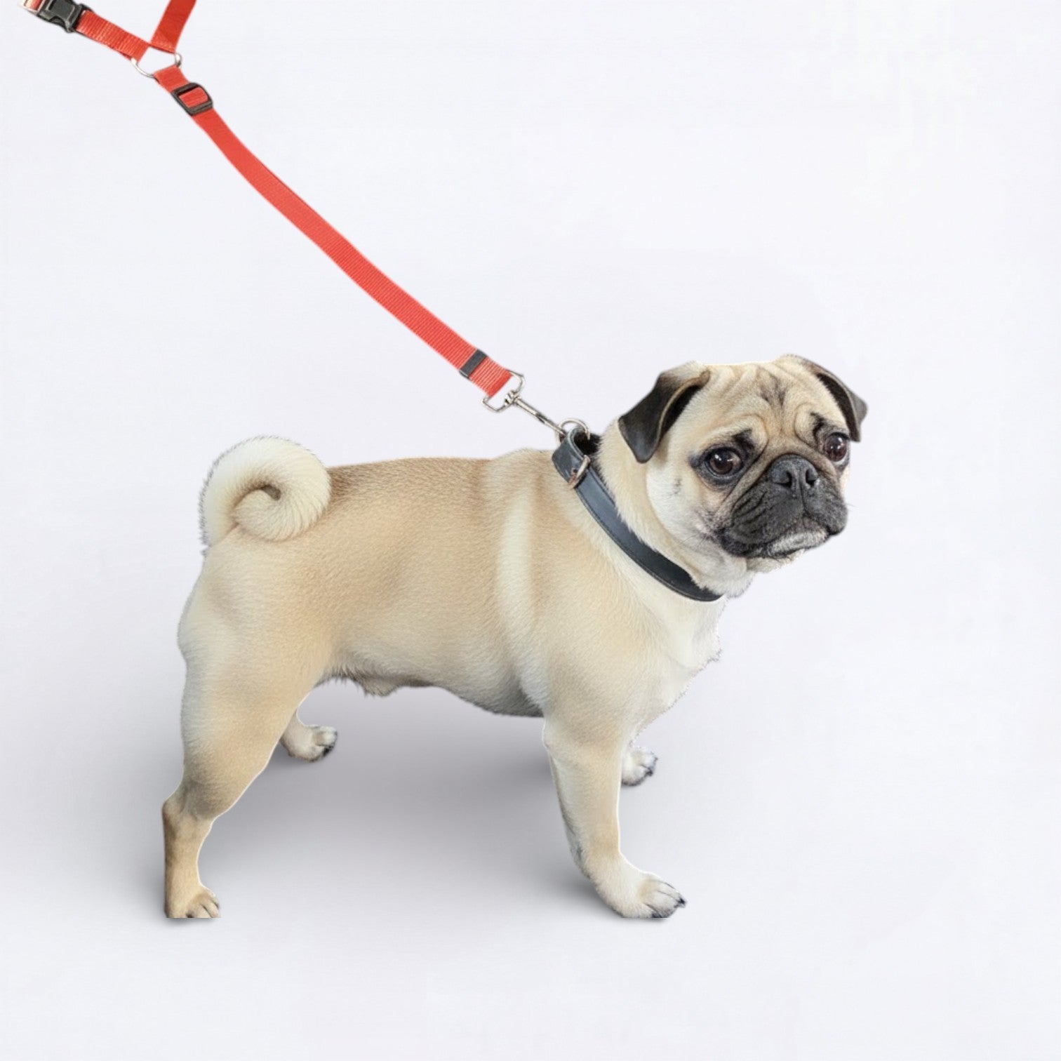 RideSafe-Pug-Car-Seat-Belt.jpg