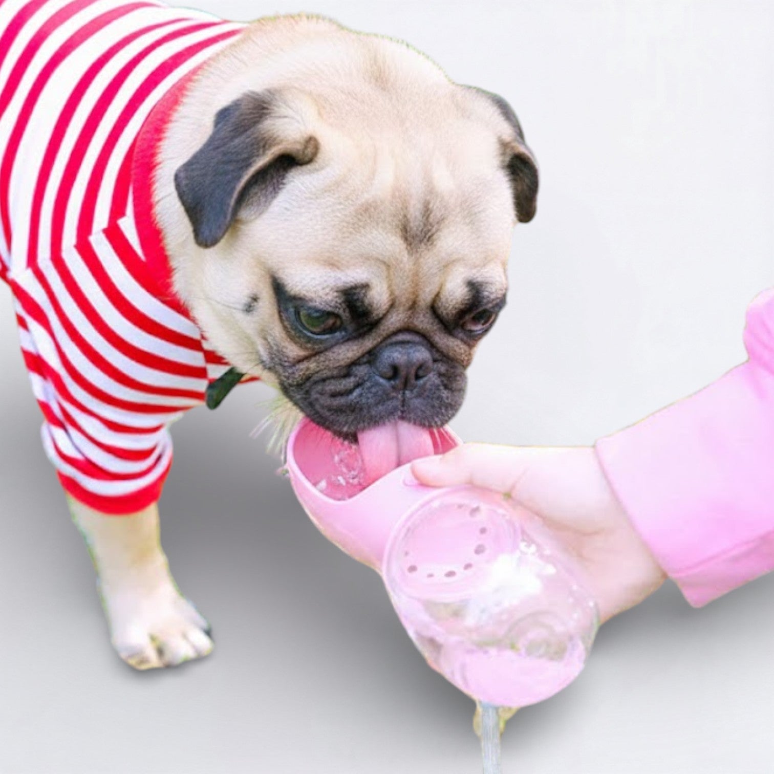 Sipster-Pug-Portable-Water-Bottle.jpg