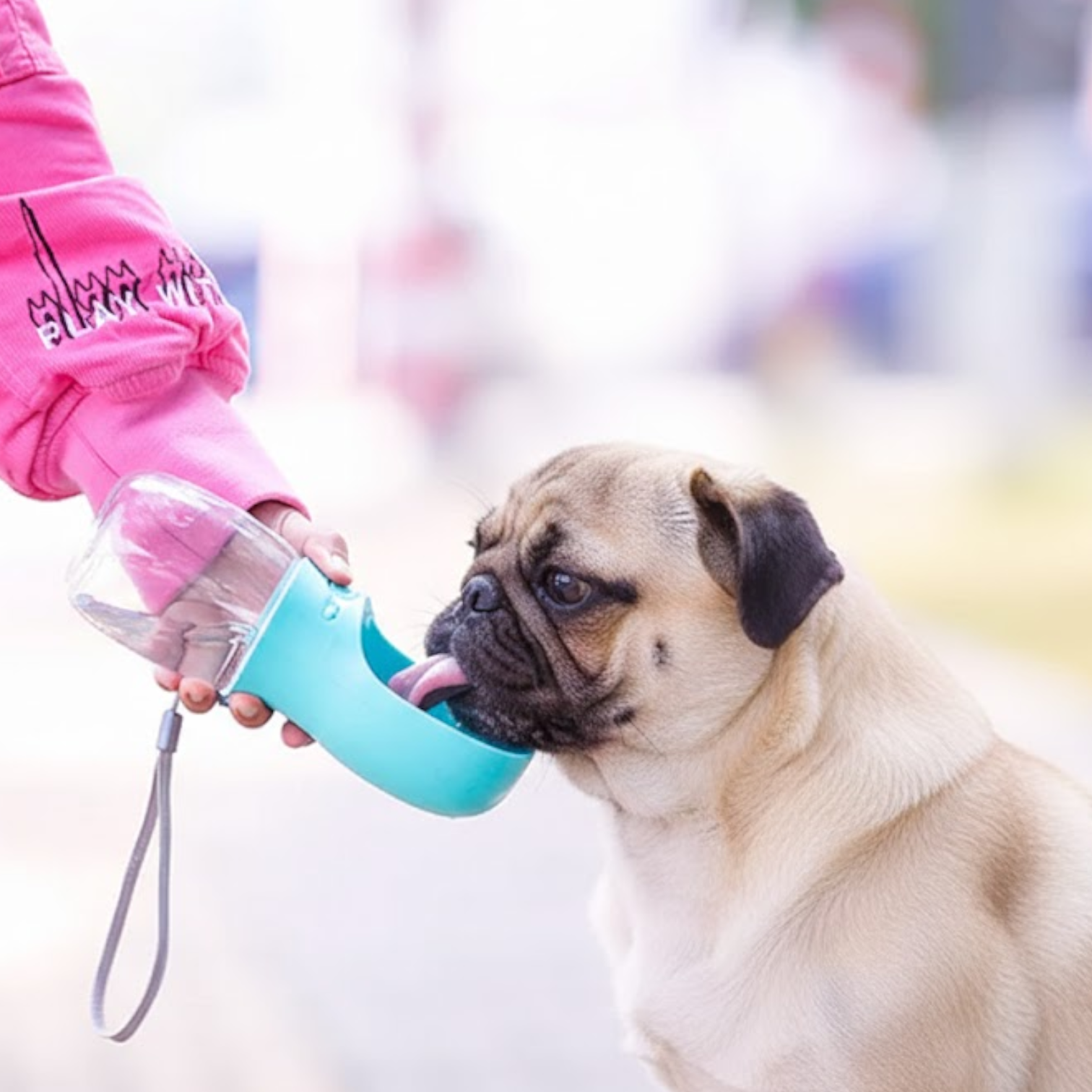 Sipster-Pug-Portable-Water-Bottle.jpg