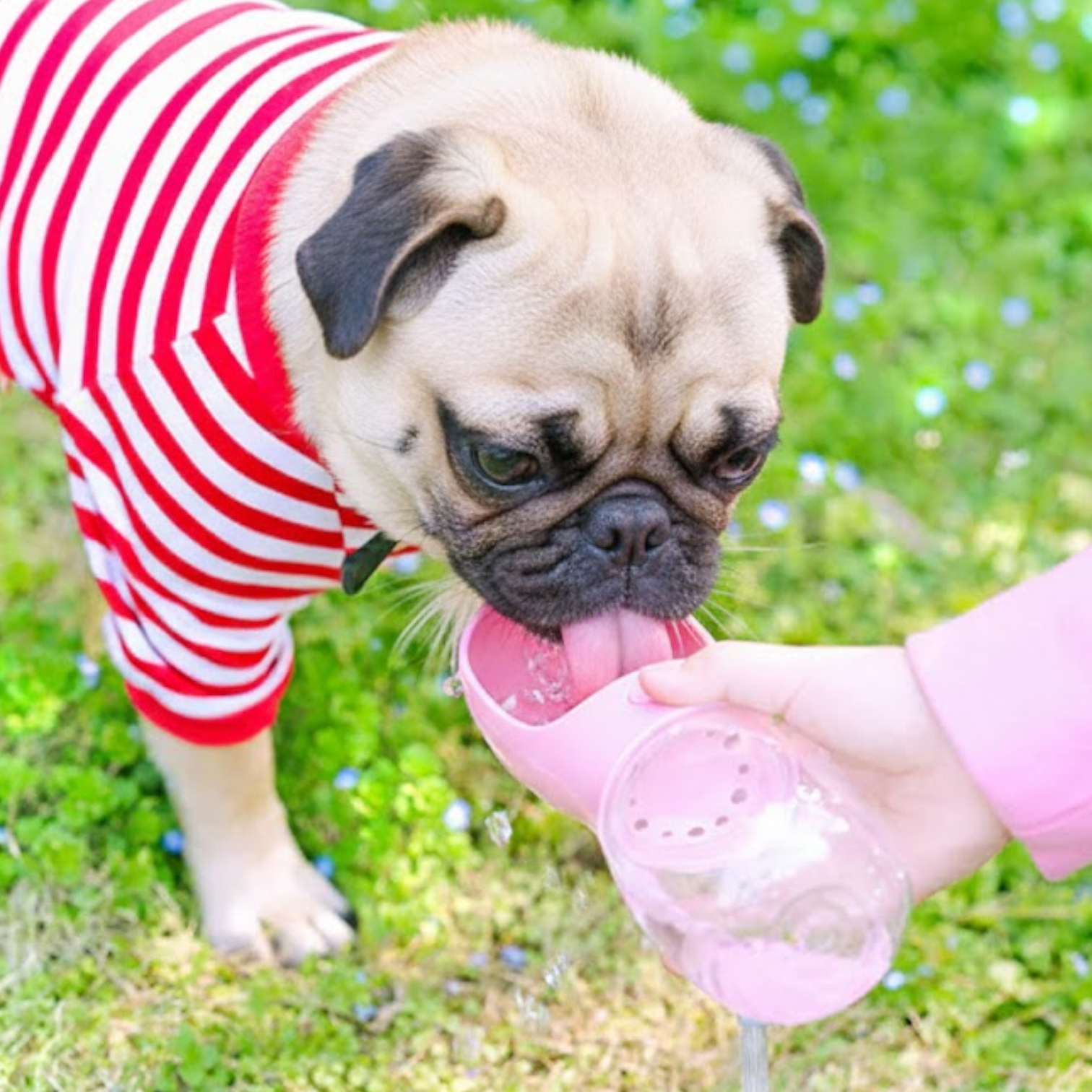 Sipster-Pug-Portable-Water-Bottle.jpg