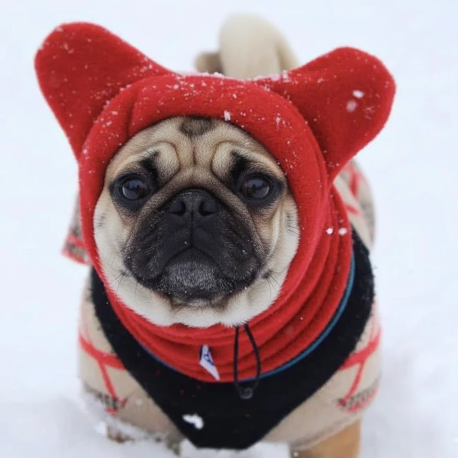 SnugPaw-Pug-Winter-Hat.jpg