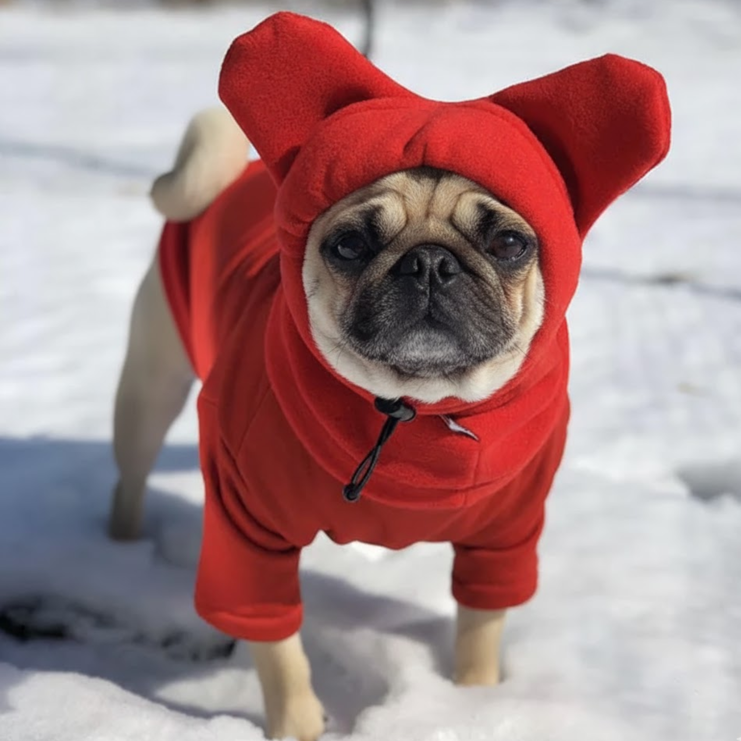 SnugPaw-Pug-Winter-Hat.jpg
