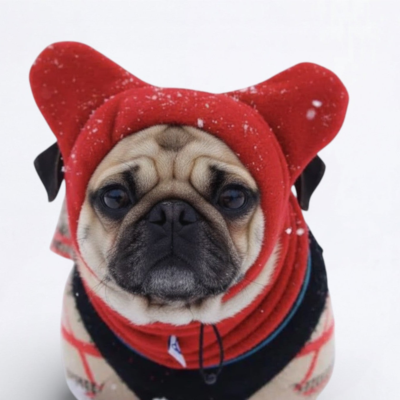 SnugPaw-Pug-Winter-Hat.jpg