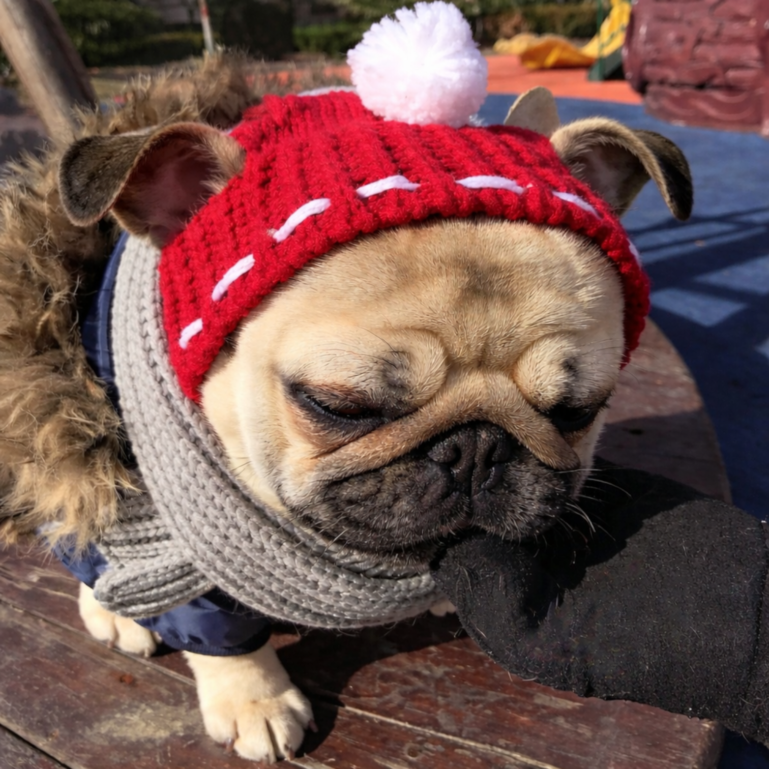 SnugPaw-Pug-Winter-Woolen-Hat.jpg