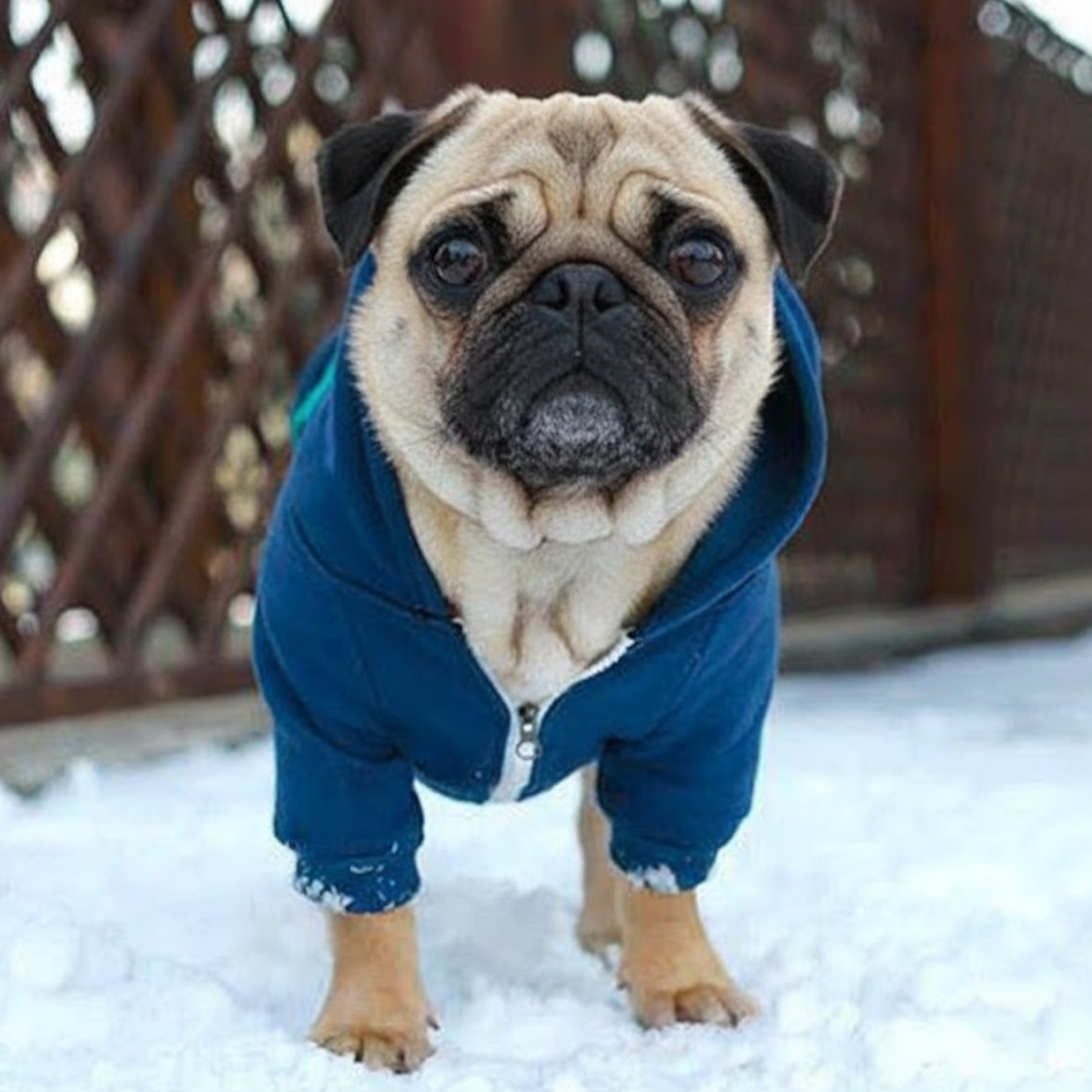 SnugglePup-Pug-Warm-Hoodie.jpg