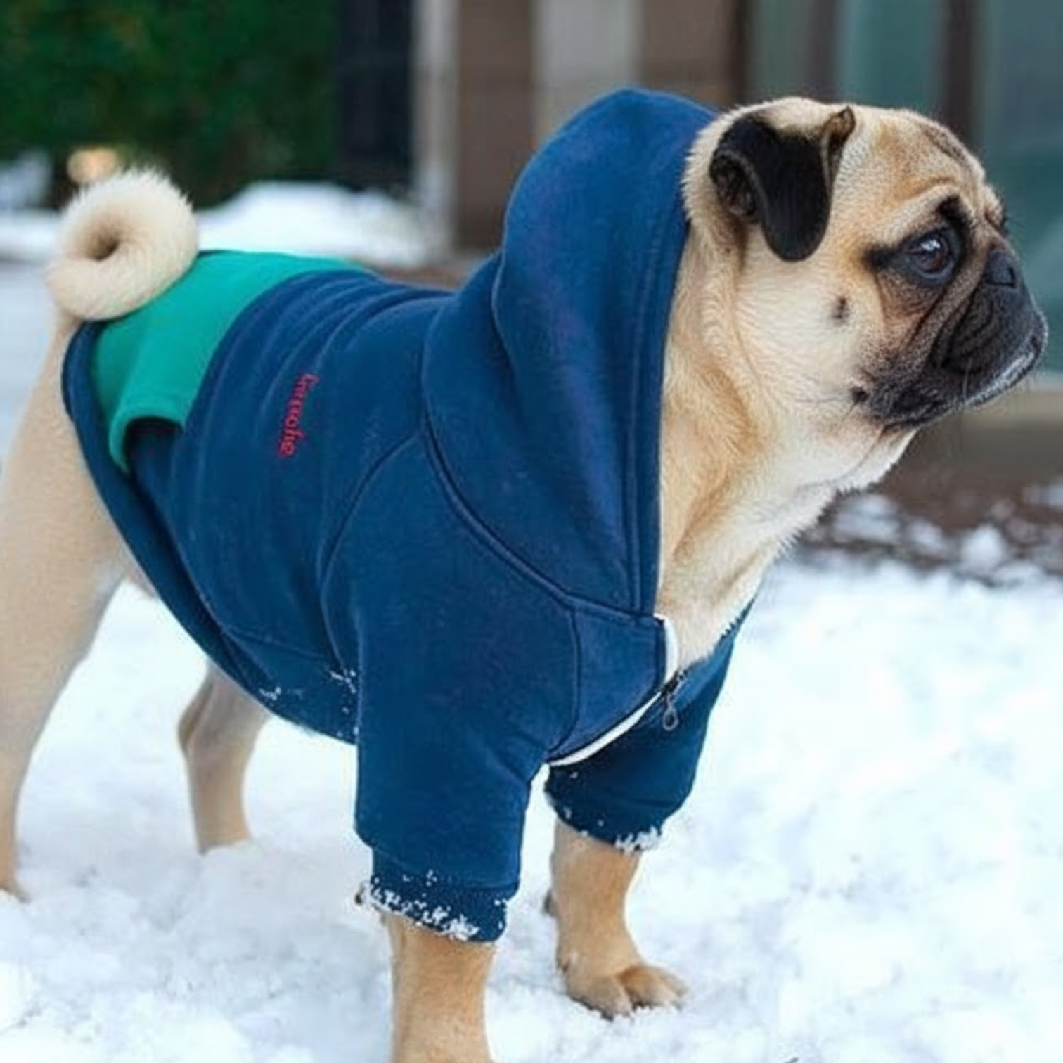 SnugglePup-Pug-Warm-Hoodie.jpg