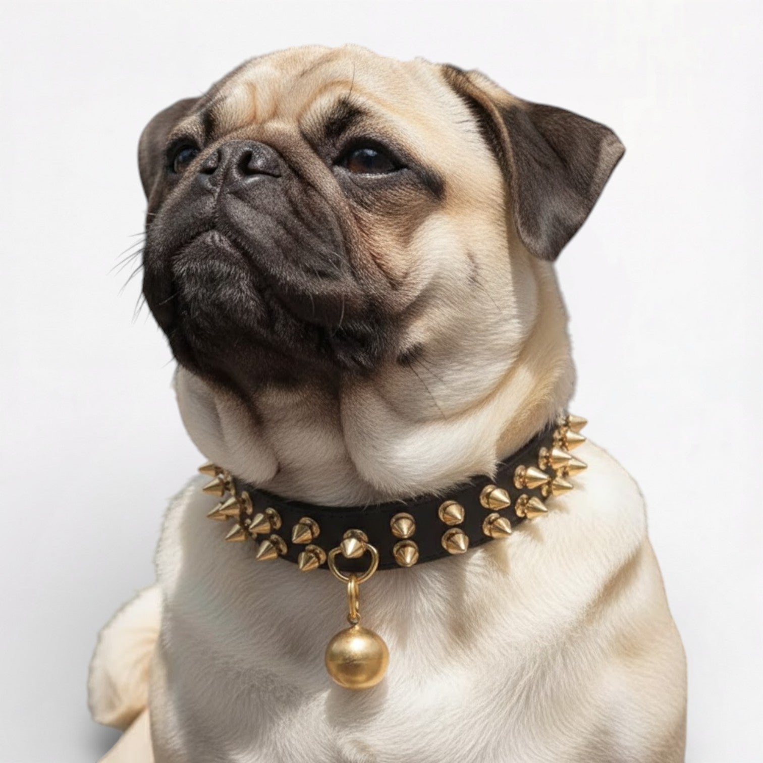 SpikeLux-Pug-Riveted-Collar.jpg