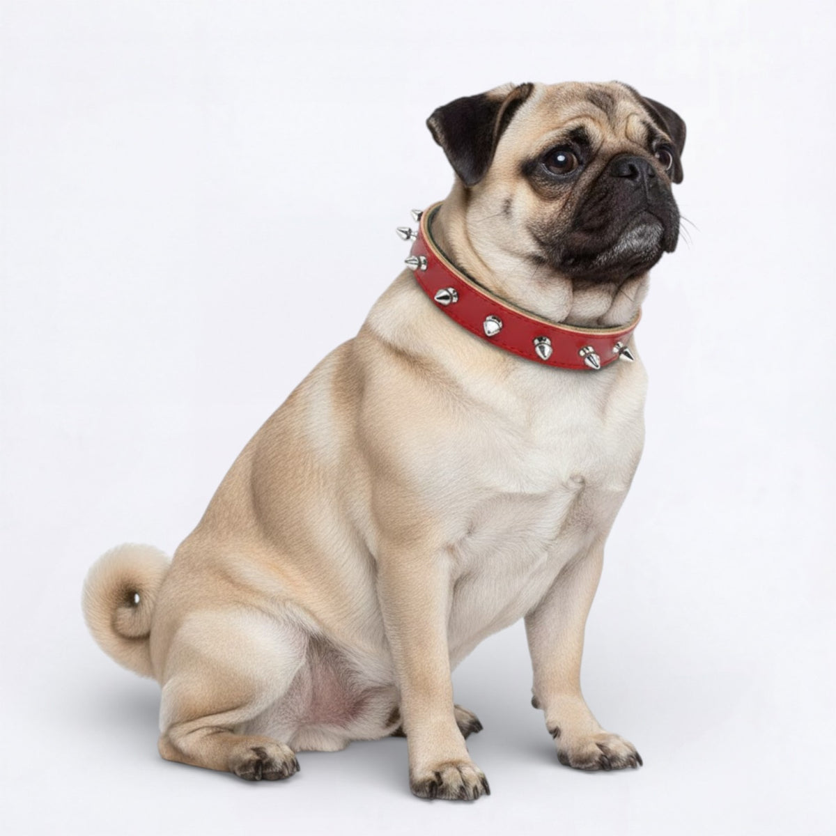 SpikeOn-Pug-Adjustable-Collar.jpg