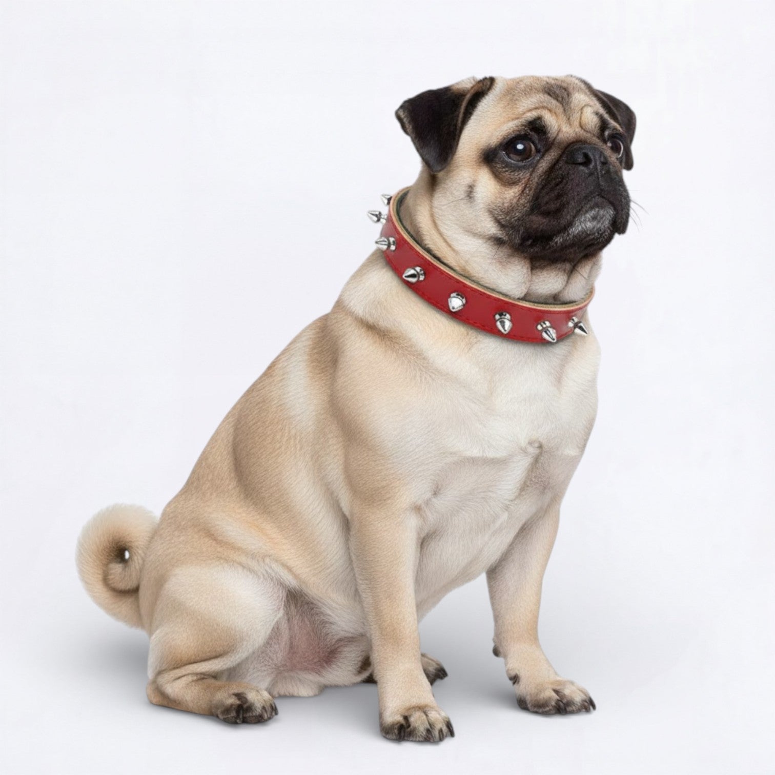 SpikeOn-Pug-Adjustable-Collar.jpg
