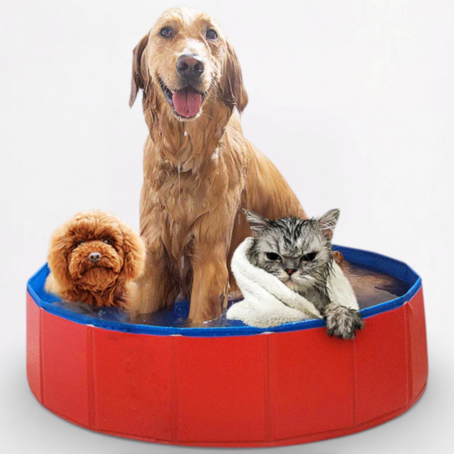 SplashPaw-Pug-Foldable-Swimming-Pool.jpg