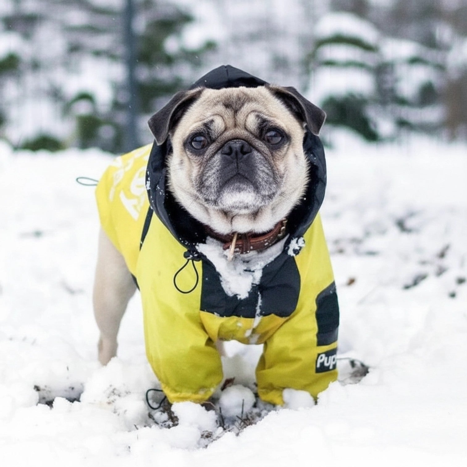 StormPaw-Pug-Raincoat.jpg