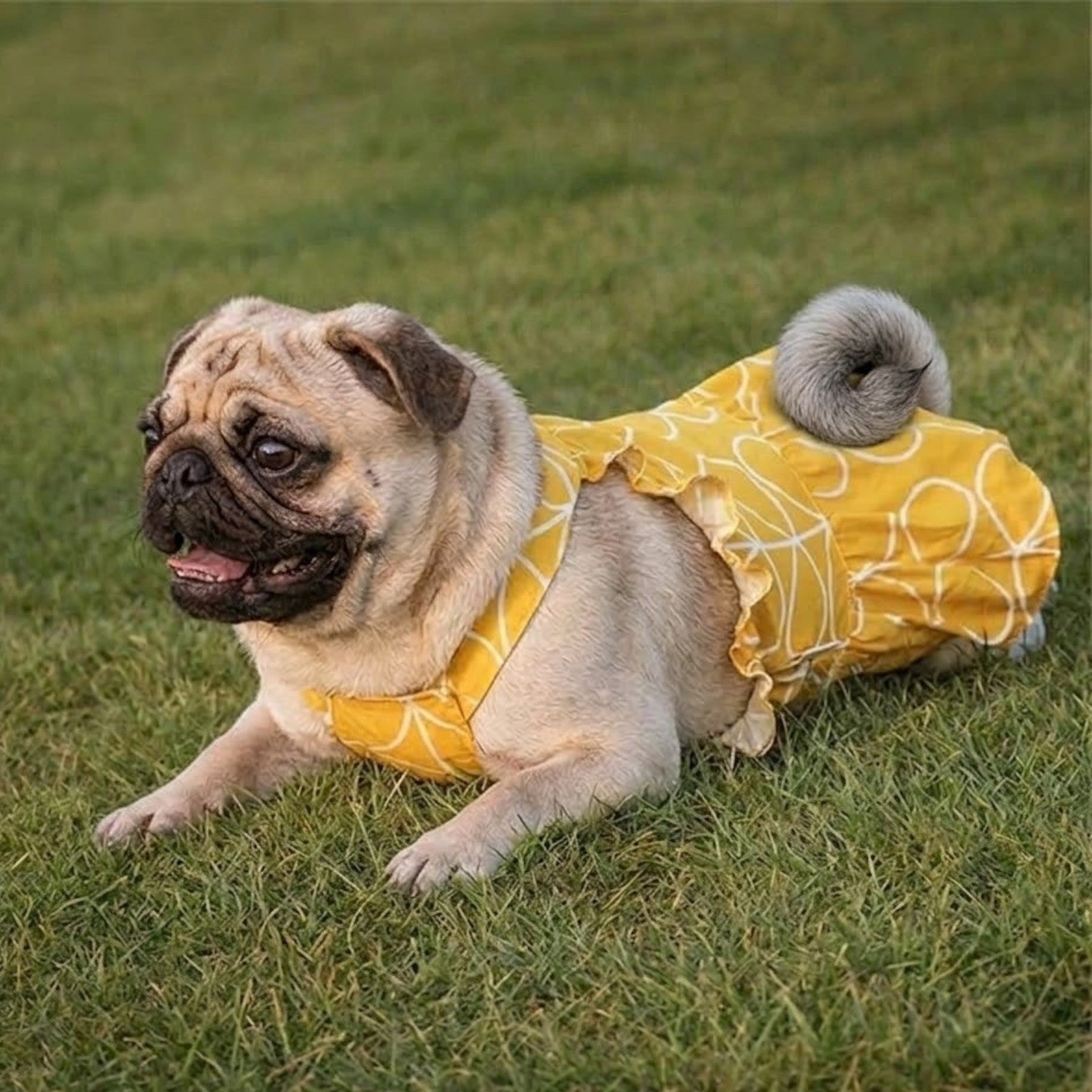 SunnyPaw-Pug-Summer-Skirt.jpg