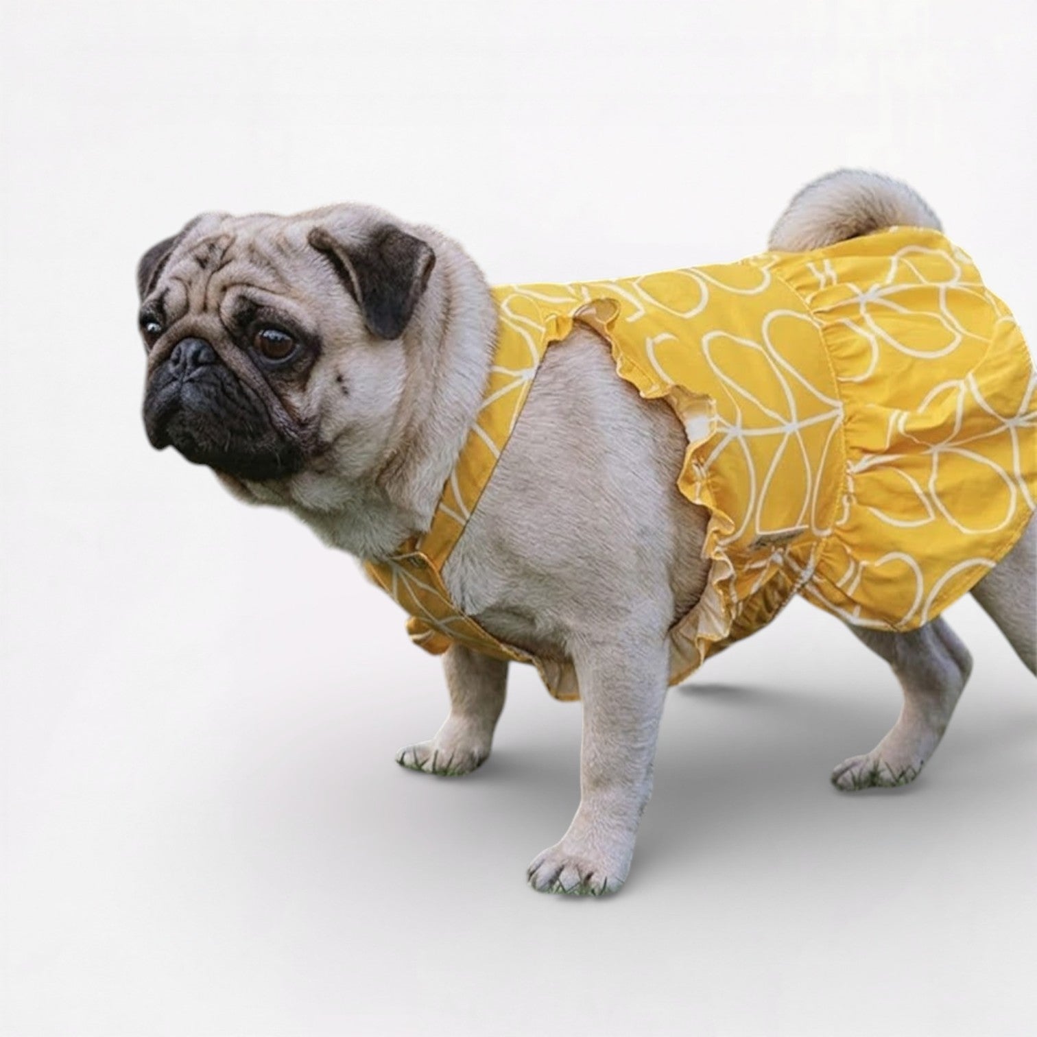 SunnyPaw-Pug-Summer-Skirt.jpg
