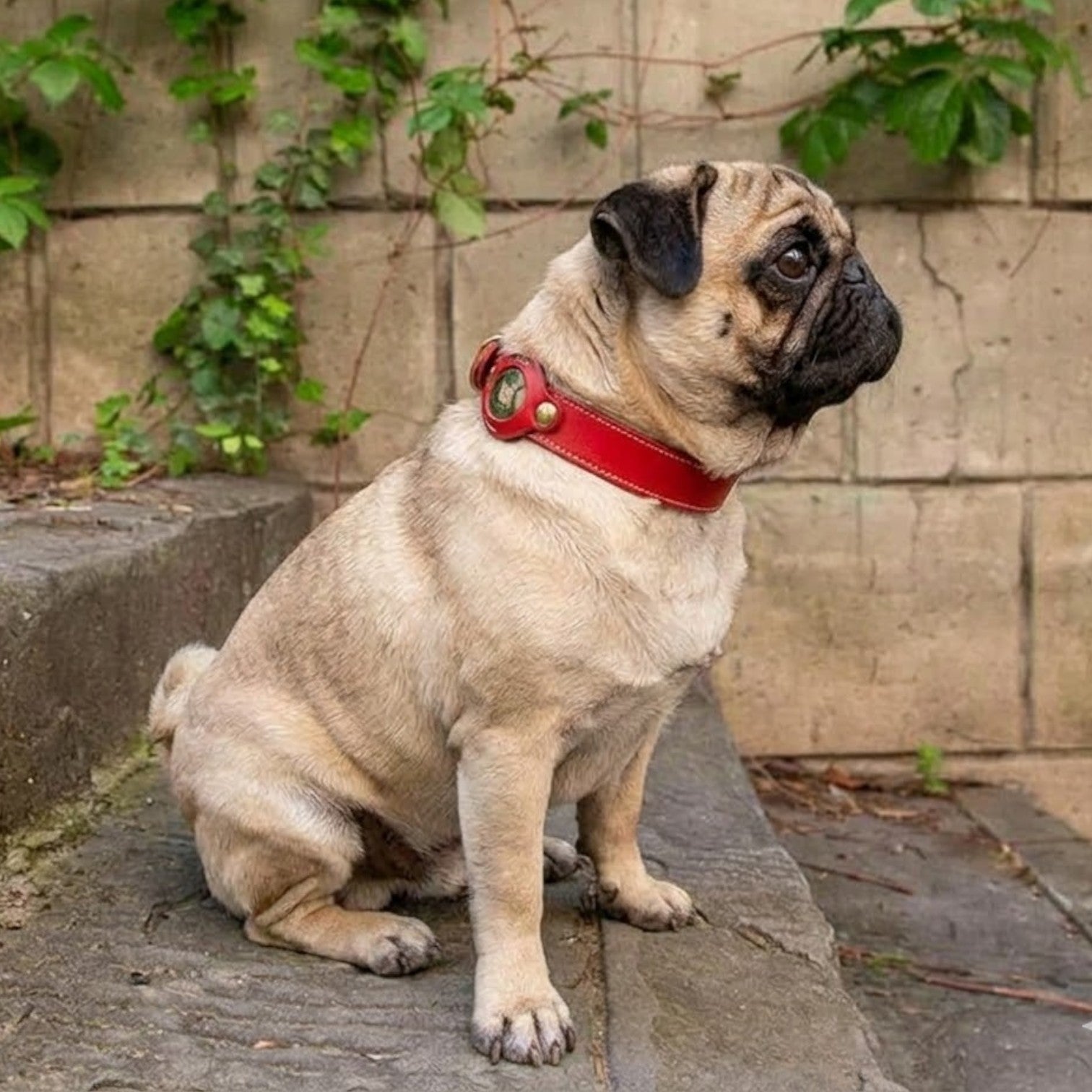 TrackPaw-Pug-Airtag-Leather-Collar.jpg