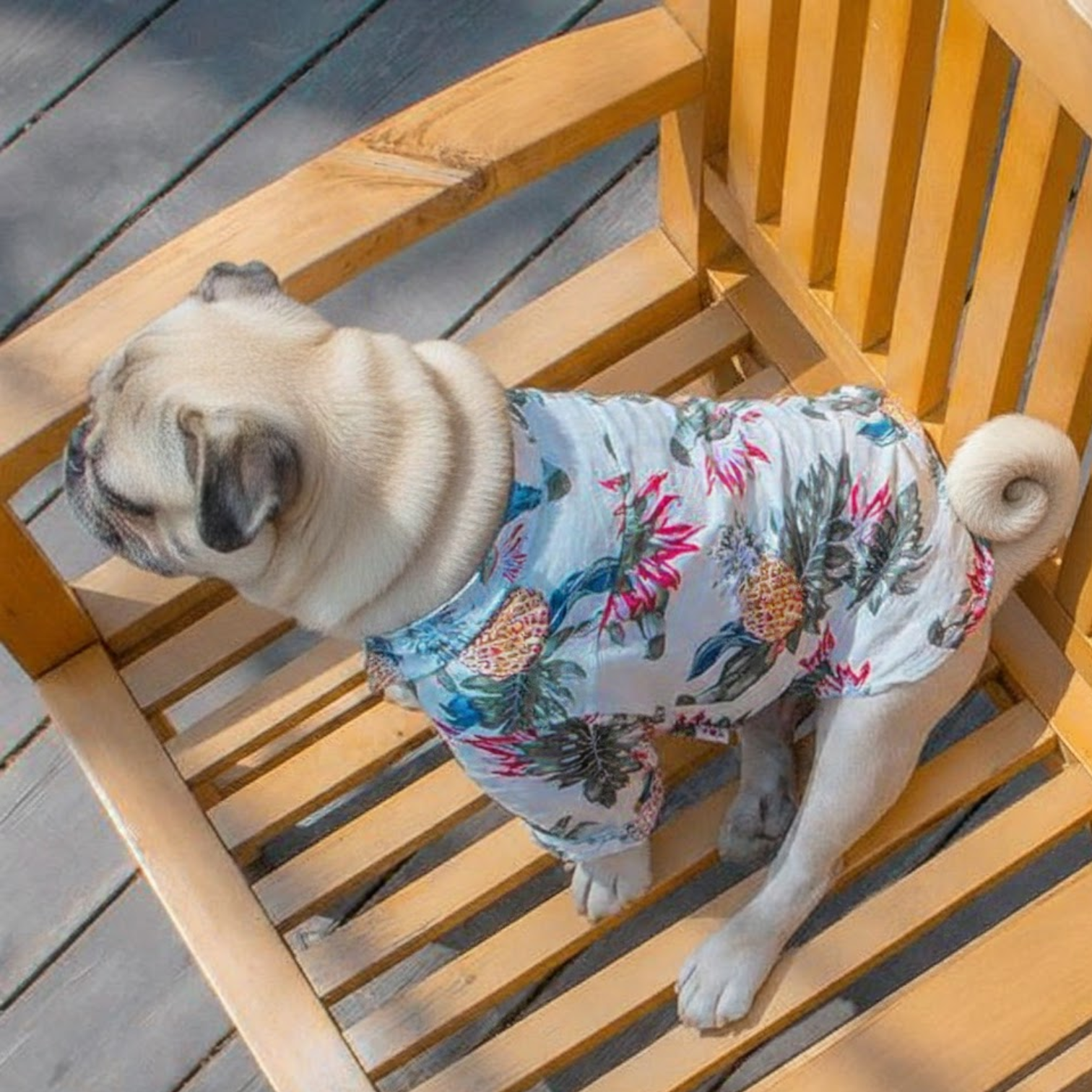 TropiPaw-Pug-Stylish-Shirts.jpg