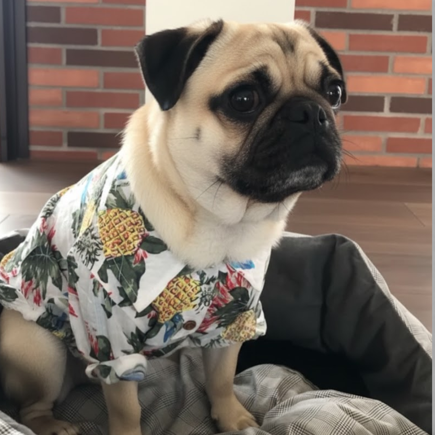 TropiPaw-Pug-Stylish-Shirts.jpg