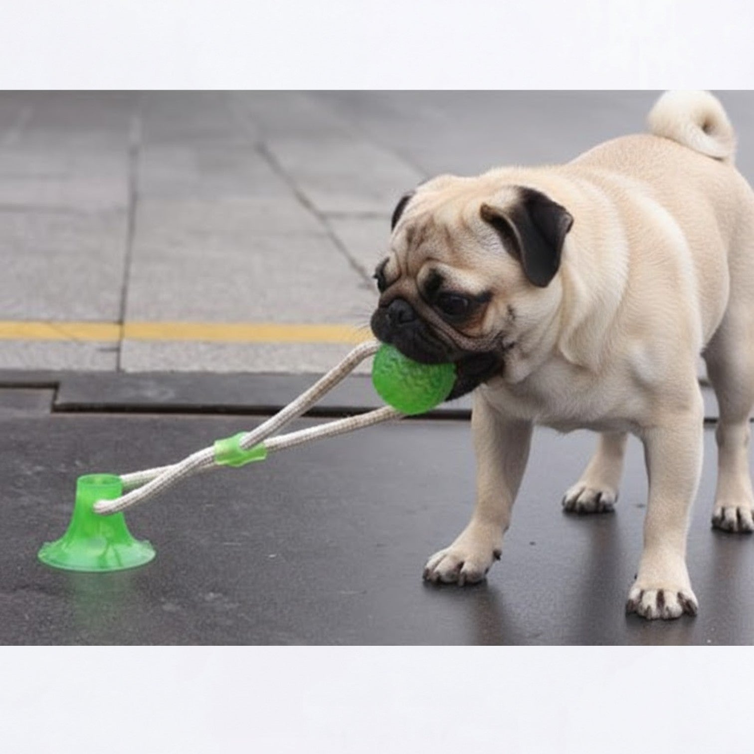 Tugsy-Pug-Suction-Toy.jpg