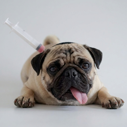 pug halloween prop set