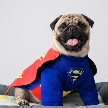 pug in cape costume