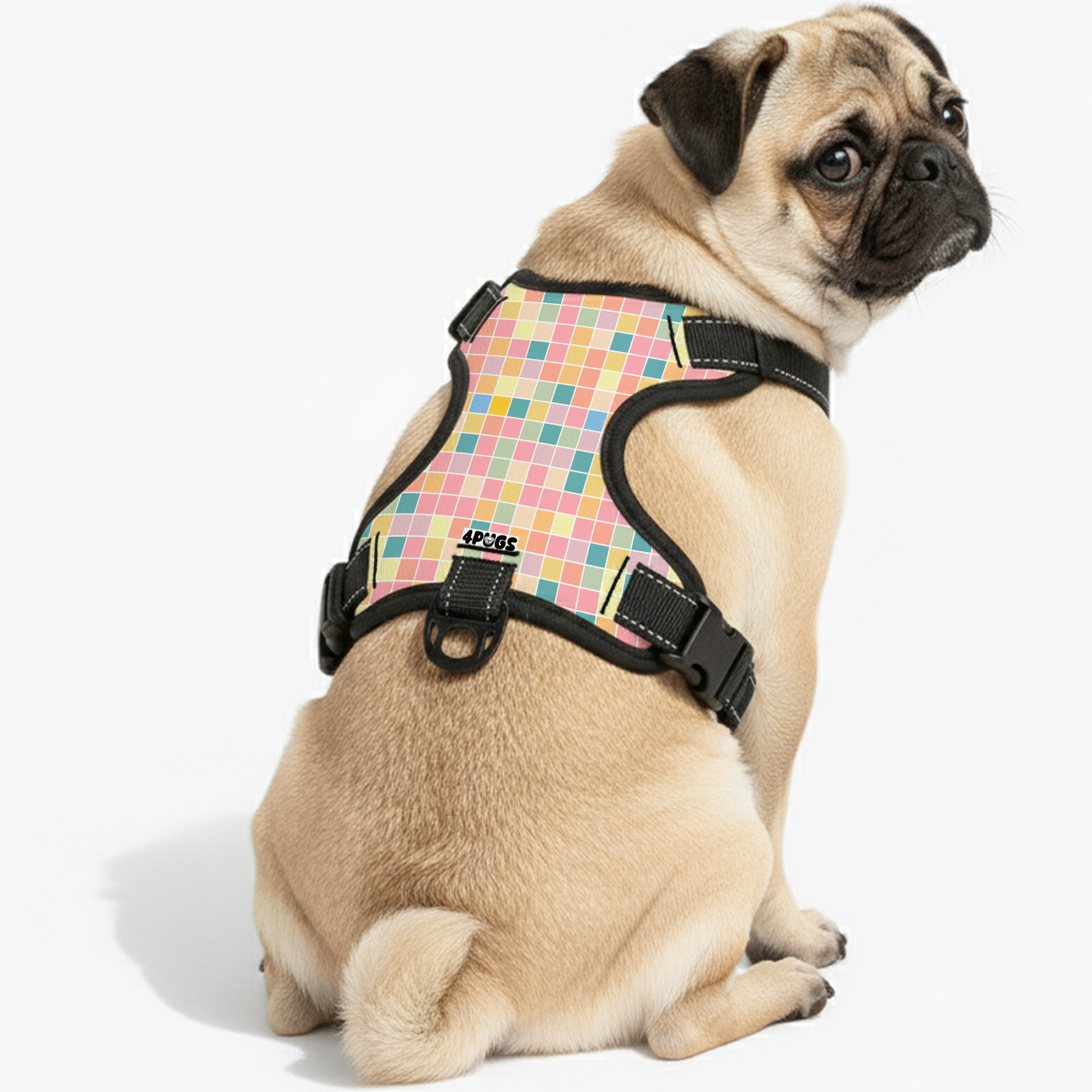 Storm - Pug Dog Harness