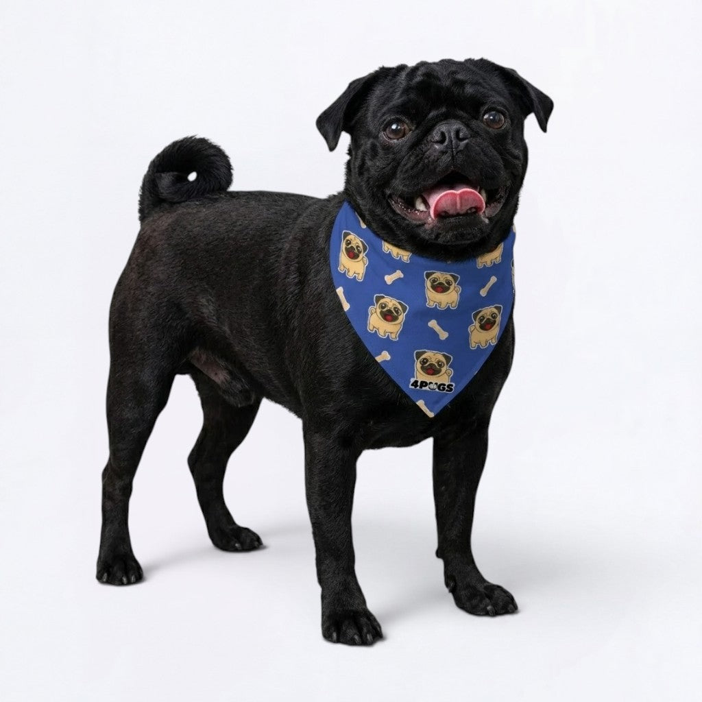 Rocco - Pug Bandan