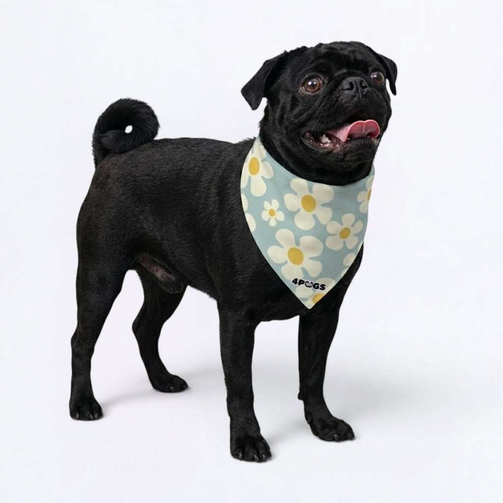 Fifi - Pug Bandana