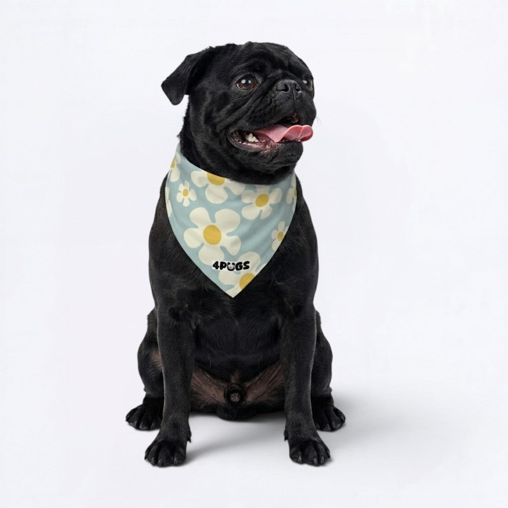 Fifi - Pug Bandana