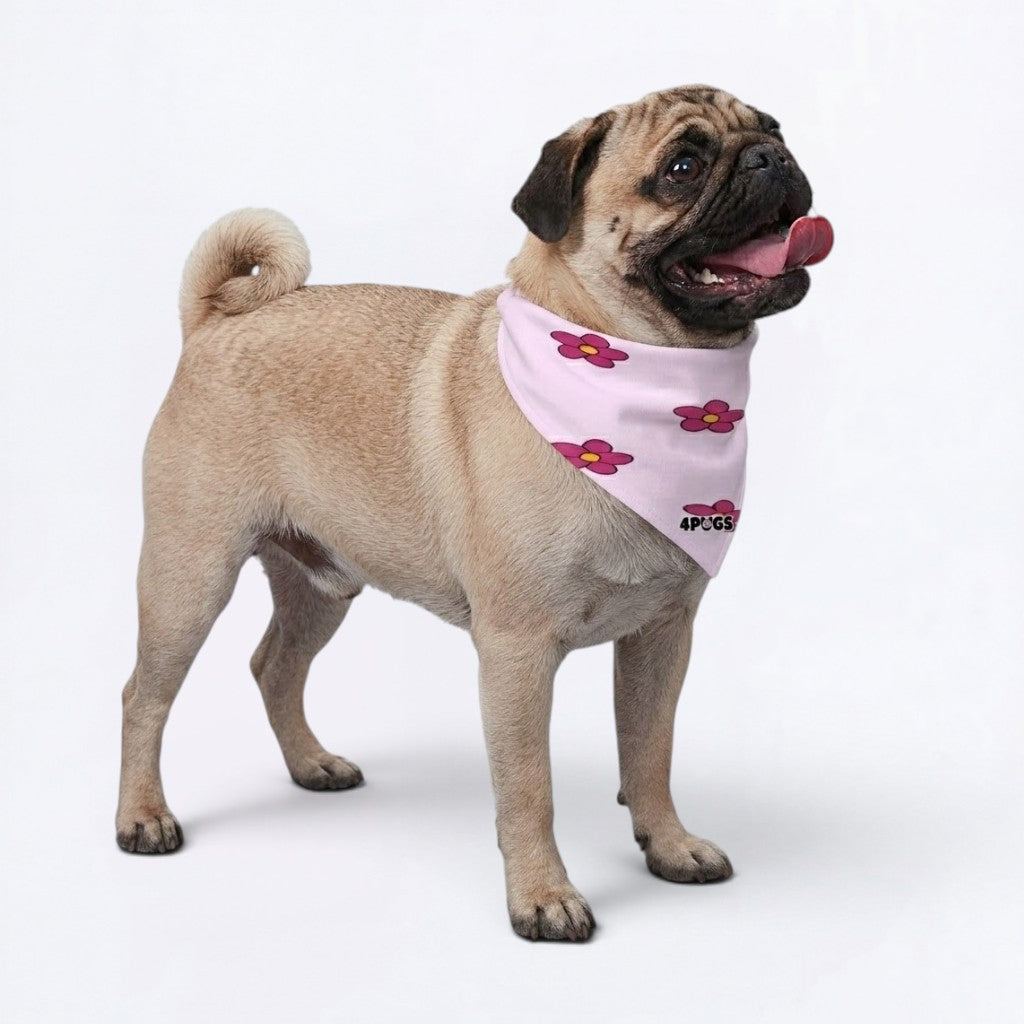 Maple - Pug Bandana