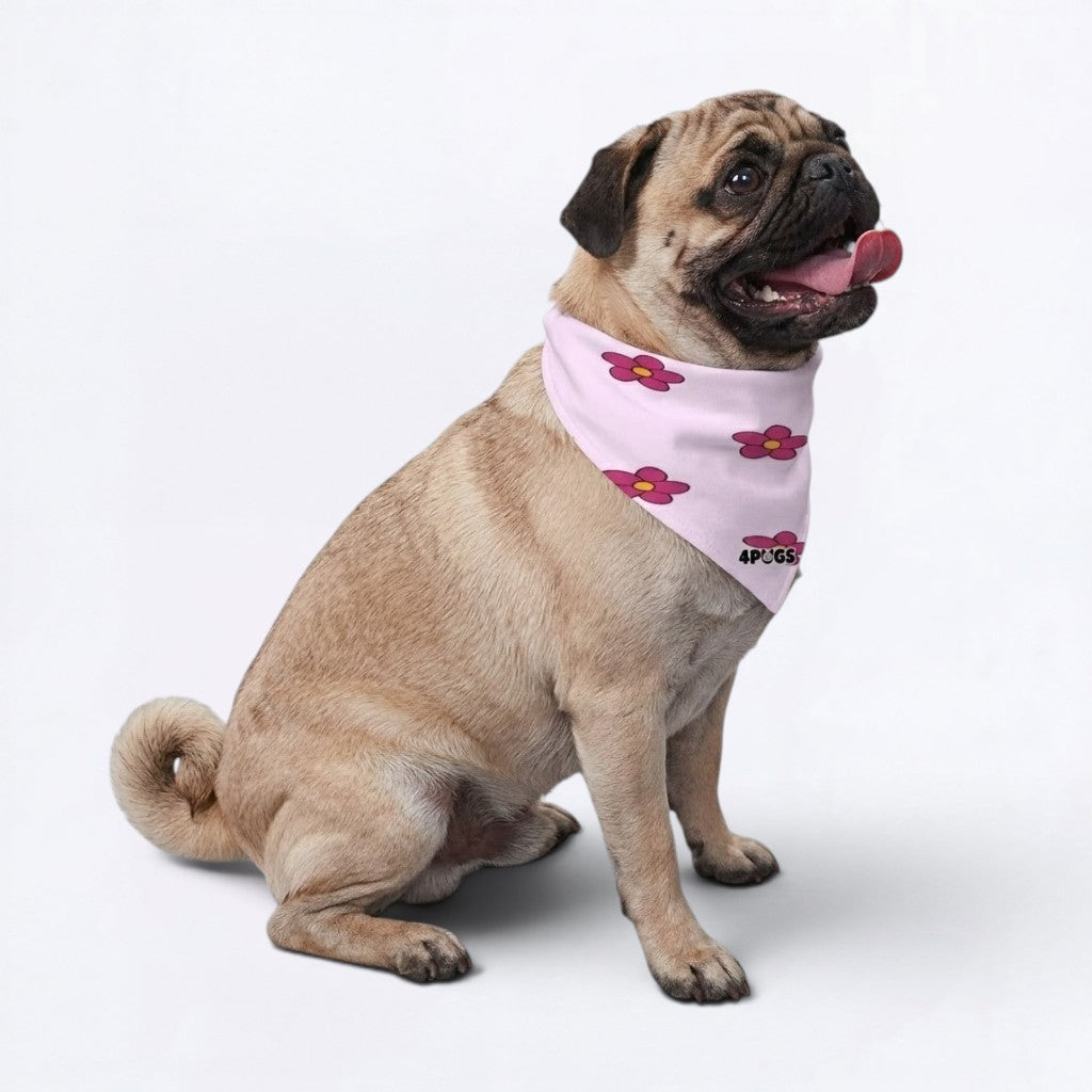 Maple - Pug Bandana