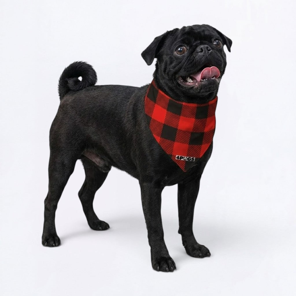 Millie - Pug Bandana